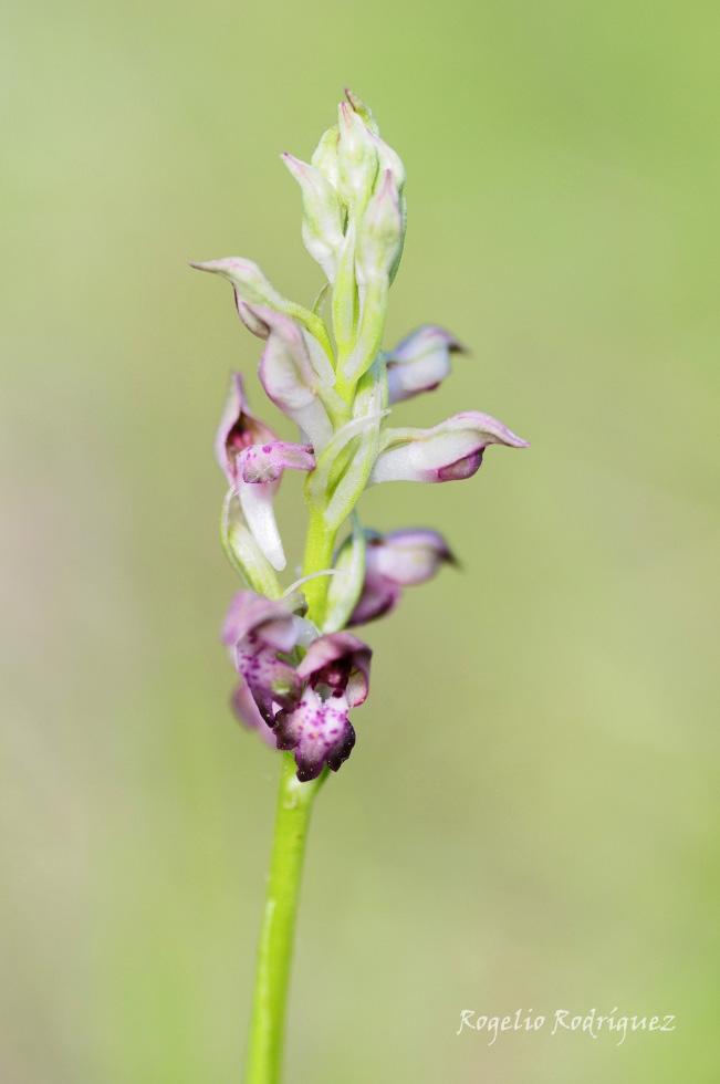 Imagen 20 de la galería de Orquideas